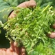 Rau dại bất ngờ hóa đặc sản 200.000 đồng/kg hút dân phố 