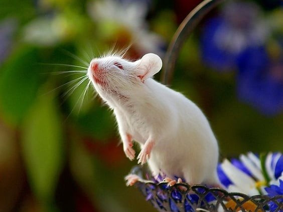 Không những nâng cao thu nhập, họ còn có cơ hội kiếm được những món tiền lớn, có cuộc sống thịnh vượng, sung túc. Ngoài ra, tháng 12 âm cũng được cho là lúc gia đình con giáp tuổi Tý có tin vui.