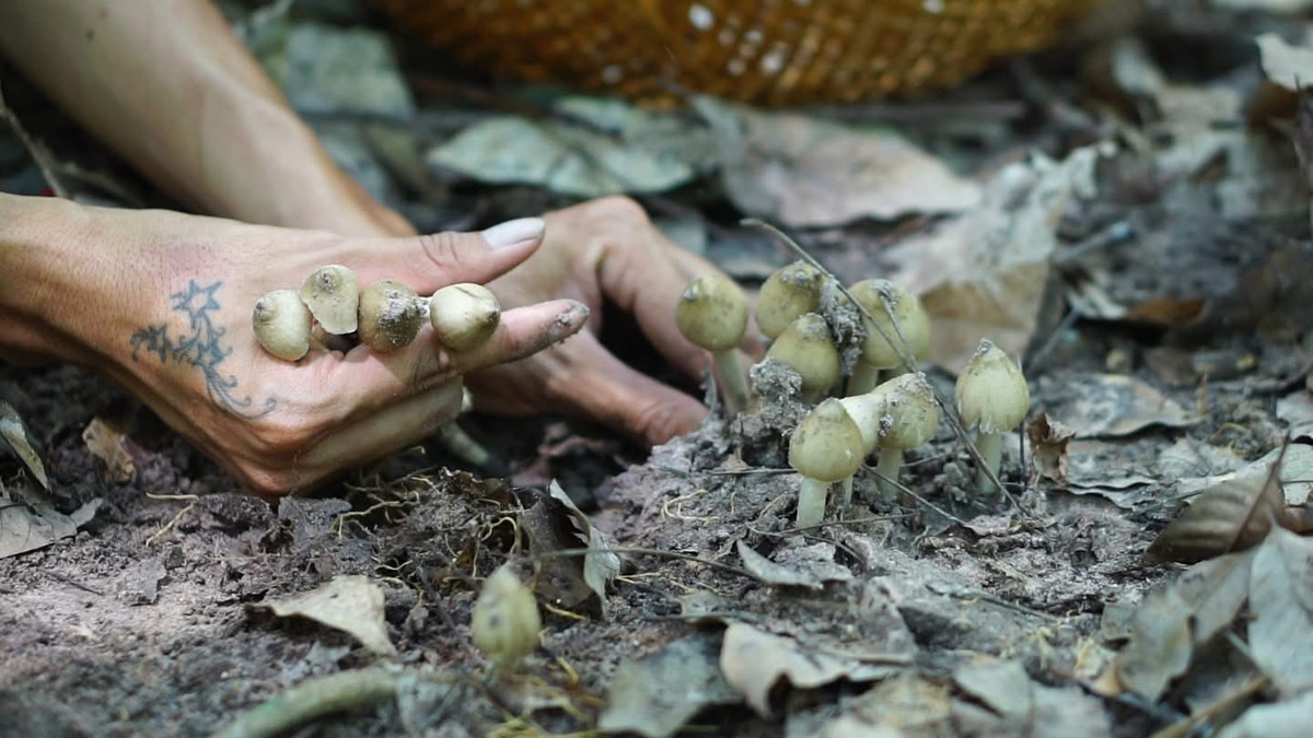 Nấm mối thịt mềm, vị ngọt thanh, được dùng để xào, nấu súp, cháo nấm, nấm kho hoặc đơn giản luộc cũng rất ngon. Ảnh: Facebook