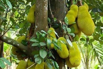 4 cây tụ lộc trời ban: Chặt là mất phúc 