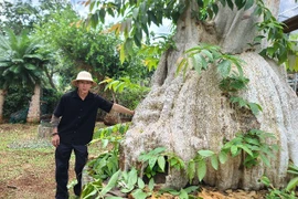 9X Đắk Lắk sở hữu vườn bonsai cổ thụ "siêu khủng", toàn dáng thế độc lạ, có cây hàng trăm năm tuổi khách trả 3,8 tỷ vẫn không bán
