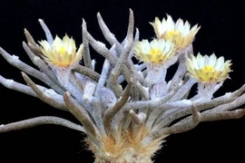 Loài cây độc lạ, hiếm có... giới yêu hoa cưng như trứng mỏng