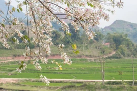Điện Biên rực rỡ mùa hoa ban hút du khách