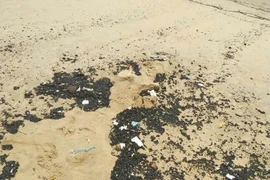 Truy tìm nguyên nhân dầu vón cục dạt vào biển Nha Trang