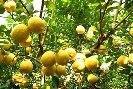  6 loại cây ăn quả mang tài lộc, may mắn đến không ngờ