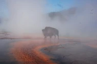 Bò rừng bị luộc chết tại suối nước nóng Yellowstone gây sốc
