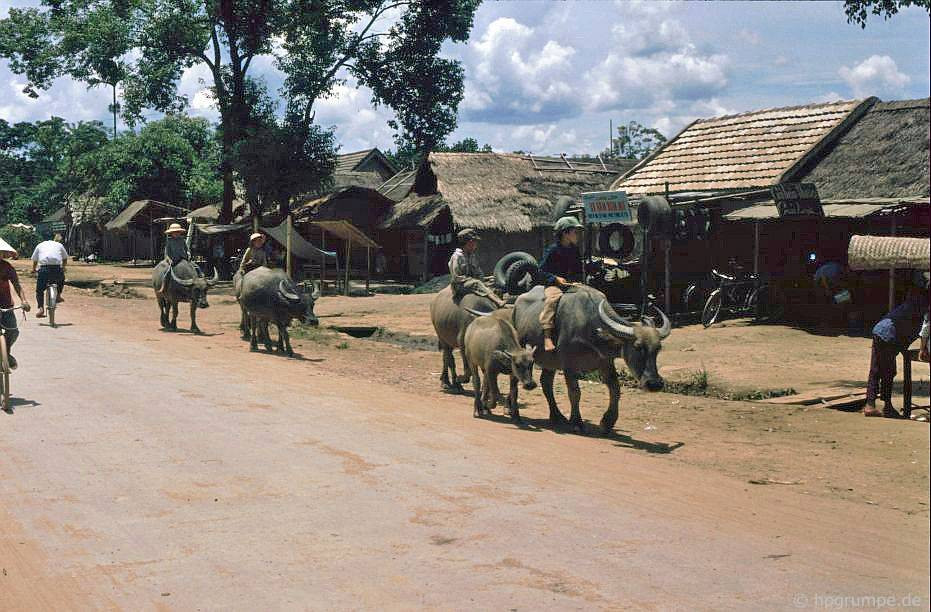 Các "cao bồi nhí" cưỡi trâu trên một con đường của thị xã Điện Biên Phủ.
