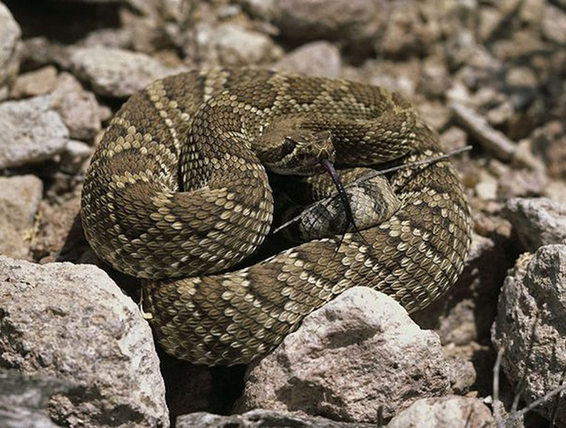 Rắn đuôi chuông (Rattlesnake) là loài rắn bản địa châu Mỹ, có chiều dài từ 1-1,5m, với nọc độc vô cùng nguy hiểm con mồi của chúng thường là những động vật có vú