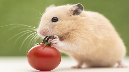 Dù vậy tuổi Tý sẽ phải đưa ra nhiều quyết định khó khăn. Chuyên gia phong thủy này khuyên tuổi Tý nên nỗ lực nhiều hơn vào nửa đầu năm để đem lại năng lượng và kết quả tốt đẹp cho cả năm, đồng thời tập trung vào bức tranh toàn cảnh, thay vì chú ý vào những chi tiết nhỏ trong khi giải quyết công việc.