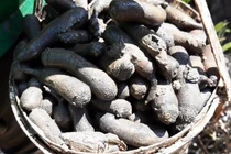 Đặc sản "nhìn ghê sợ" hơn nửa triệu đồng/kg hút khách 