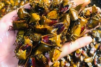 Đặc sản nhìn "khiếp vía" nửa triệu đồng/kg vẫn "cháy hàng"