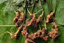 Điều ít biết về sâm Lai Châu 300 triệu đồng/kg 