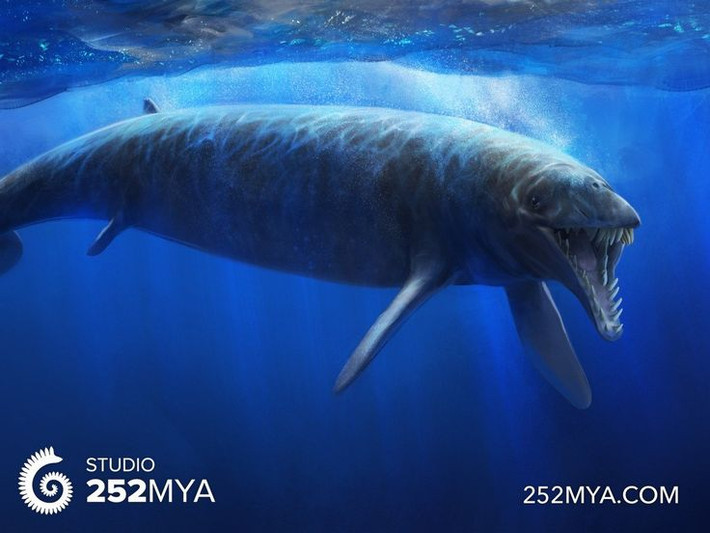 4. Basilosaurus sở hữu thân hình thon dài như rắn biển. Khác với hình dáng tròn mập của cá voi hiện đại, cơ thể Basilosaurus rất dài và mảnh, thích nghi với kiểu bơi uốn lượn. Ảnh: Pinterest.