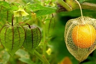 Bất ngờ quả dại ở Việt Nam sang Nhật gần 3 triệu đồng/kg 