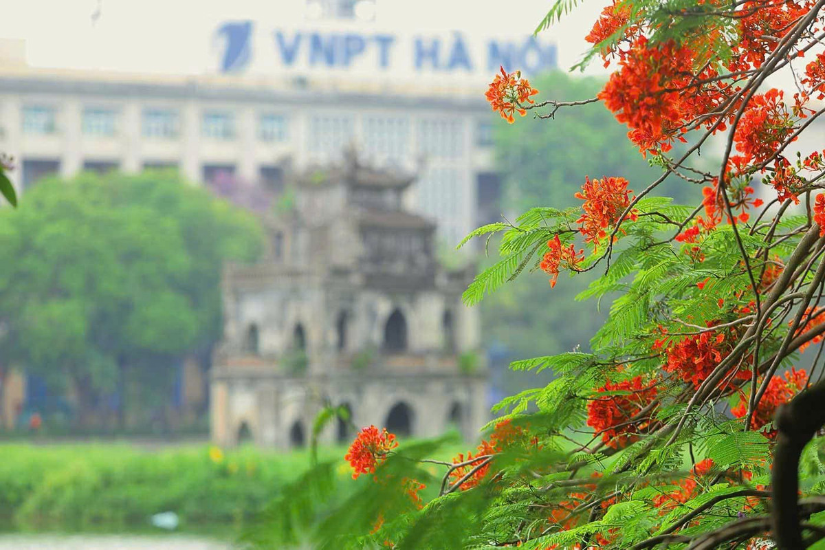 Chùm hoa khoe sắc rực rỡ dưới nắng hè bên hồ Hoàn Kiếm, tạo điểm nhấn ấn tượng, khó quên.