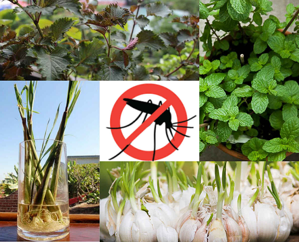 Những loại cây và hoa như sả, bạc hà, oải hương, vạn thọ, phong lữ, hương thảo… có mùi, tinh dầu và các hoạt chất xua đuổi được muỗi.