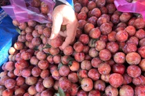 Mận hậu đổ bộ Sài thành, giá cả "loạn cào cào"