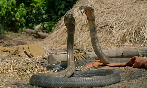 Rắn hổ mang chúa (Ophiophagus hannah) là loài rắn độc dài nhất thế giới với kích thước lên tới 5,4 m. Loài rắn này ghê gớm ở lượng nọc độc được tiêm vào nạn nhân: Mỗi vết cắn cung cấp khoảng 7 ml nọc độc và con rắn có xu hướng tấn công với ba hoặc bốn vết cắn nhanh chóng.