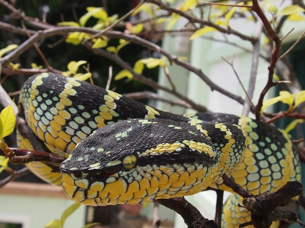 Rắn lục vảy cưa (Echis carinatus) là thành viên nhỏ nhất trong "Tứ đại rắn độc" ở Ấn Độ. Khi bị loài rắn này cắn, bạn sẽ bị sưng và đau cục bộ ở khu vực đó, sau đó là khả năng xuất huyết. Vì nọc độc gây rối với khả năng đông máu của con người, nó có thể dẫn đến chảy máu trong và cuối cùng là suy thận cấp tính.
