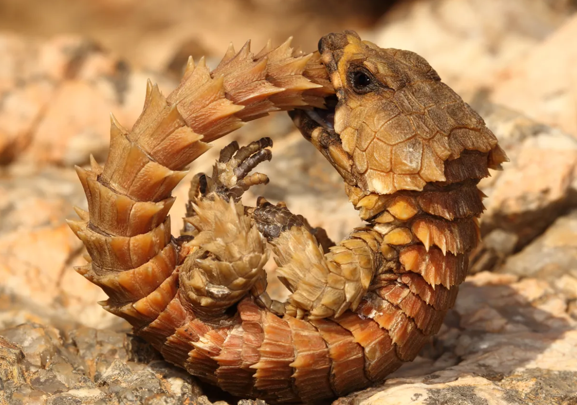 Cùng với các mối đe dọa tự nhiên như bị loài khác săn mồi, thằn lằn Ouroborus cataphractus phải đối mặt với một số thách thức không tự nhiên trong môi trường sống của nó, bao gồm bị con người khai thác quá mức và săn trộm để làm thú cưng. Do đó, chúng được liệt kê là "gần bị đe dọa" trong Sách đỏ IUCN. Ảnh: @NickEvansKZN.
