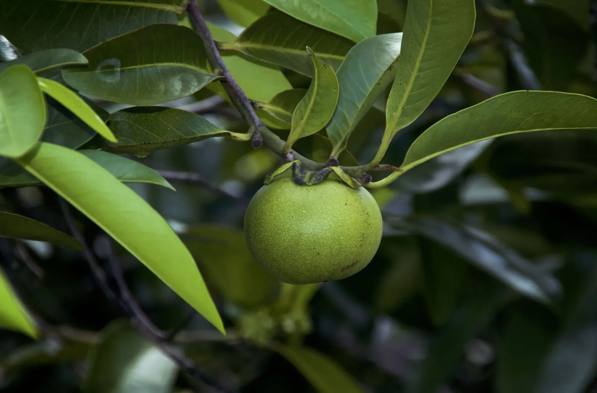 1.Cây Manchineel: Là một trong những loài cây sát thủ sở hữu vũ khí nguy hiểm nhất hành tinh, Manchineel có thể gây tử vong chỉ trong vài giờ.