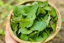 Rau diếp cá ăn kèm cá kho giúp giảm mỡ máu, thải độc gan