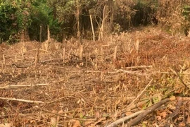 Chặt phá rừng, người đàn ông bị xử phạt 37,5 triệu đồng