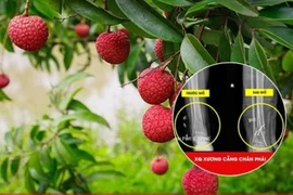 Trèo cây hái vải, người đàn ông bị ngã đa chấn thương