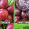 Cách đơn giản phân biệt mận Việt Nam với mận Trung Quốc