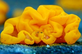 Sự thật bất ngờ về "khối não vàng" bí ẩn bung xòe trên cây 